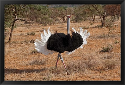 Framed Ostrich bird, Samburu National Game Reserve, Kenya Print