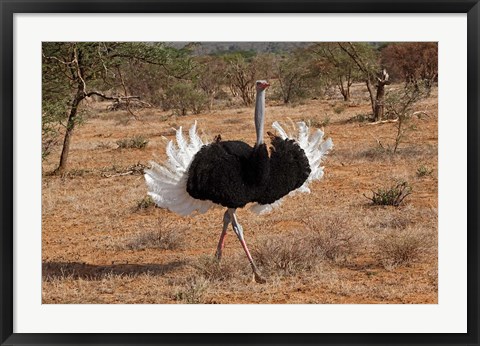 Framed Ostrich bird, Samburu National Game Reserve, Kenya Print