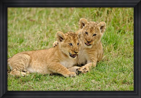 Framed Pair of lion cubs playing, Masai Mara Game Reserve, Kenya Print