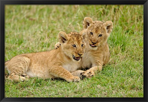 Framed Pair of lion cubs playing, Masai Mara Game Reserve, Kenya Print