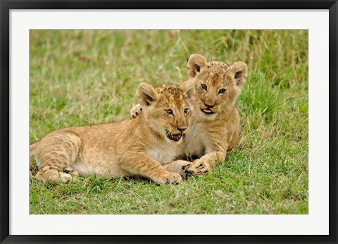 Framed Pair of lion cubs playing, Masai Mara Game Reserve, Kenya Print