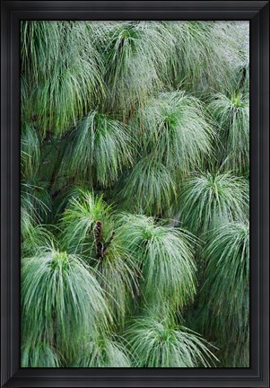 Framed Pine Needles Pattern, Bhutan Print