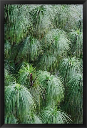 Framed Pine Needles Pattern, Bhutan Print