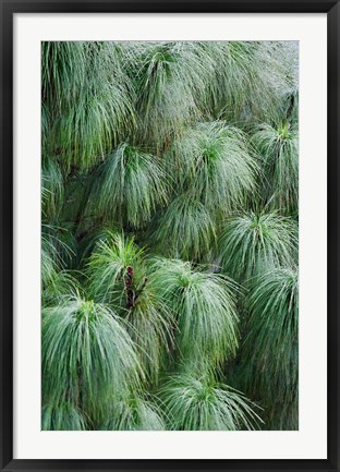 Framed Pine Needles Pattern, Bhutan Print