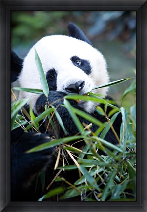 Framed Panda bear, Panda reserve Print