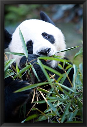 Framed Panda bear, Panda reserve Print