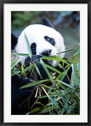 Framed Panda bear, Panda reserve Print