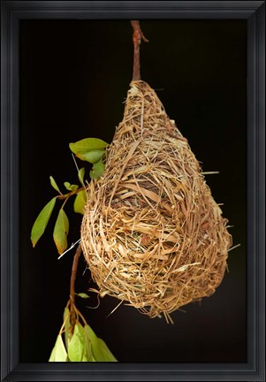 Framed Nest of Southern masked weaver, Etosha National Park, Namibia Print