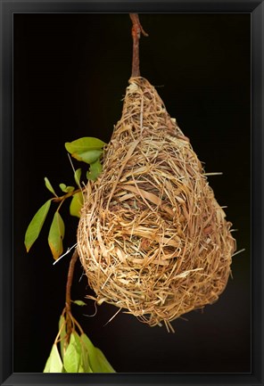 Framed Nest of Southern masked weaver, Etosha National Park, Namibia Print