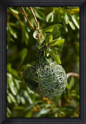 Framed Nest of Southern masked weaver, Etosha NP, Namibia, Africa. Print