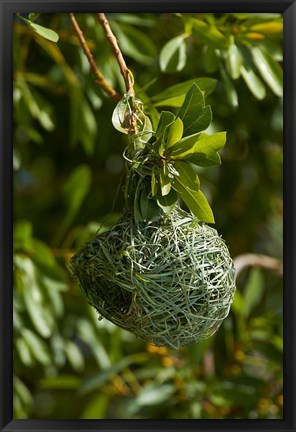 Framed Nest of Southern masked weaver, Etosha NP, Namibia, Africa. Print