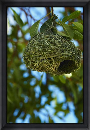 Framed Southern masked weaver nest, Etosha NP, Namibia, Africa. Print