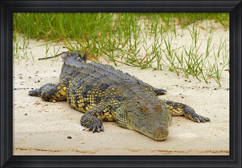 Framed Nile crocodile, Chobe River, Chobe NP, Kasane, Botswana, Africa Print