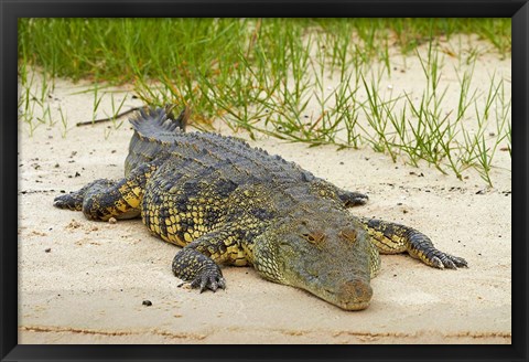 Framed Nile crocodile, Chobe River, Chobe NP, Kasane, Botswana, Africa Print