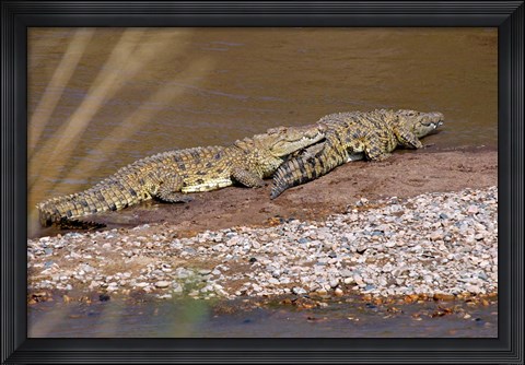 Framed Nile Crocodiles on the banks of the Mara River, Maasai Mara, Kenya, Africa Print