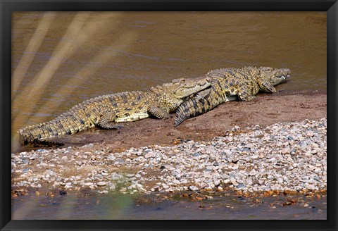 Framed Nile Crocodiles on the banks of the Mara River, Maasai Mara, Kenya, Africa Print