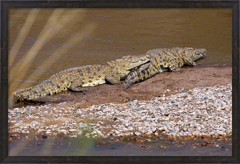 Framed Nile Crocodiles on the banks of the Mara River, Maasai Mara, Kenya, Africa Print