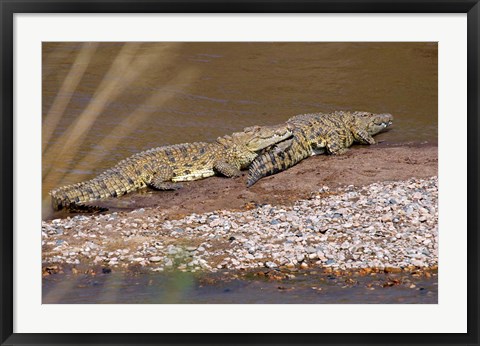 Framed Nile Crocodiles on the banks of the Mara River, Maasai Mara, Kenya, Africa Print