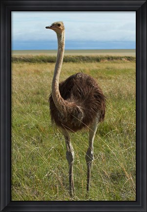 Framed Ostrich, Etosha National Park, Namibia Print