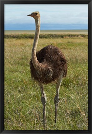 Framed Ostrich, Etosha National Park, Namibia Print