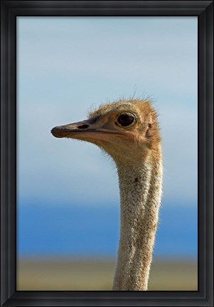Framed Ostrich, Struthio camelus, Etosha NP, Namibia, Africa. Print