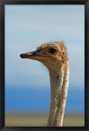 Framed Ostrich, Struthio camelus, Etosha NP, Namibia, Africa. Print