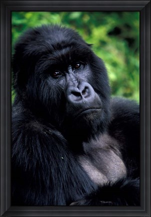 Framed Close up of Mountain Gorilla, Rwanda Print