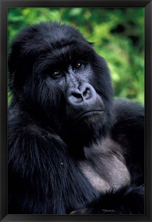 Framed Close up of Mountain Gorilla, Rwanda Print