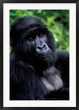 Framed Close up of Mountain Gorilla, Rwanda Print