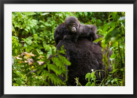 Framed Gorilla carrying baby, Volcanoes National Park, Rwanda Print