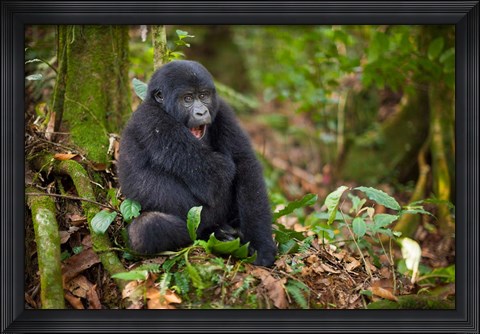 Framed Mountain gorilla yawning, Volcanoes National Park, Rwanda Print