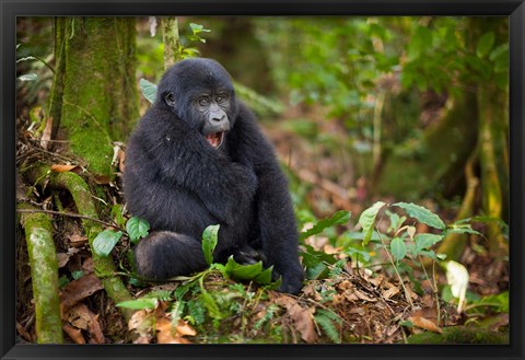 Framed Mountain gorilla yawning, Volcanoes National Park, Rwanda Print