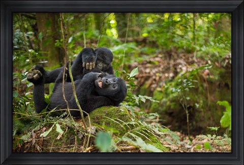 Framed Close up of Mountain gorillas, Volcanoes National Park, Rwanda. Print
