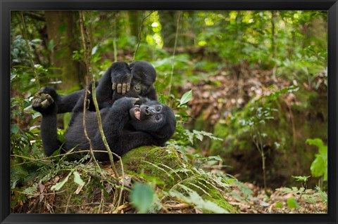 Framed Close up of Mountain gorillas, Volcanoes National Park, Rwanda. Print