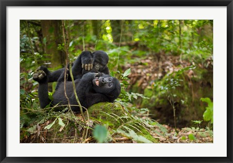 Framed Close up of Mountain gorillas, Volcanoes National Park, Rwanda. Print