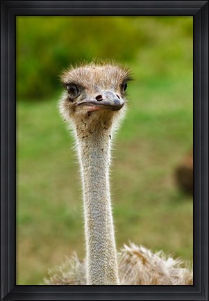 Framed Ostrich, Lake Nakuru National Park, Kenya Print