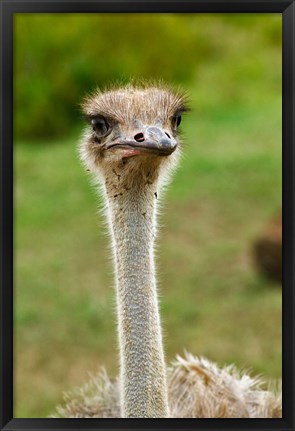 Framed Ostrich, Lake Nakuru National Park, Kenya Print