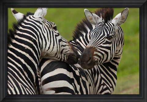 Framed Plains zebras, Ngorongoro Conservation Area, Tanzania Print