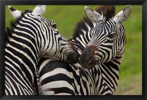 Framed Plains zebras, Ngorongoro Conservation Area, Tanzania Print