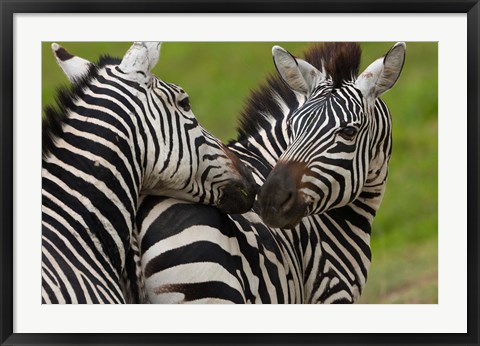 Framed Plains zebras, Ngorongoro Conservation Area, Tanzania Print