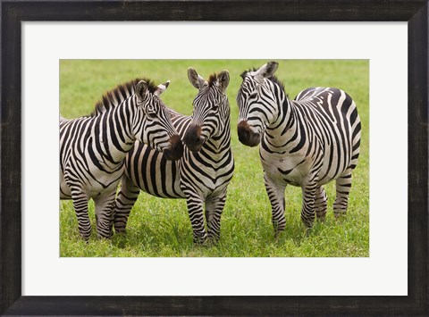 Framed Three Plains zebras, Tanzania Print