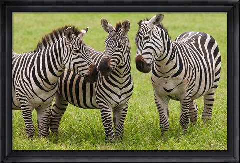 Framed Three Plains zebras, Tanzania Print