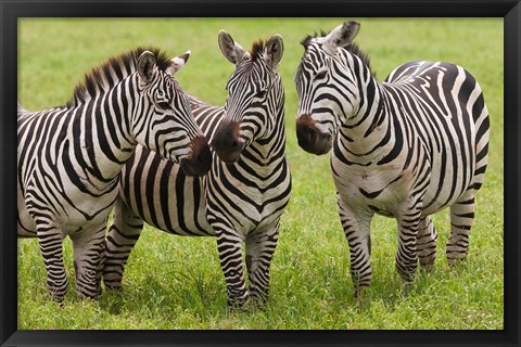 Framed Three Plains zebras, Tanzania Print