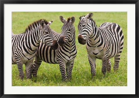 Framed Three Plains zebras, Tanzania Print