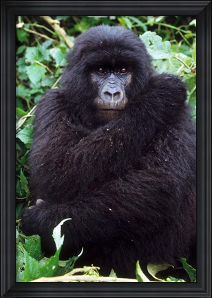 Framed Mountain Gorilla preening, Group 11, Rwanda Print