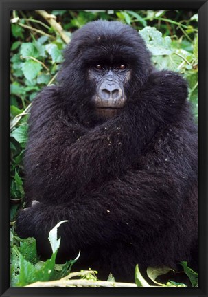 Framed Mountain Gorilla preening, Group 11, Rwanda Print