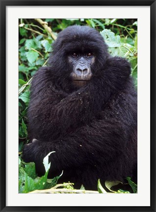 Framed Mountain Gorilla preening, Group 11, Rwanda Print