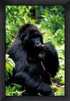 Framed Mountain Gorilla, Virunga Volcanoes National Park, Rwanda Print