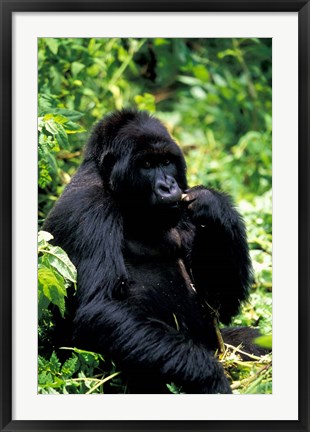 Framed Mountain Gorilla, Virunga Volcanoes National Park, Rwanda Print
