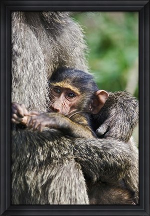 Framed Baby Olive Baboon, Lake Nakuru National Park, Kenya Print